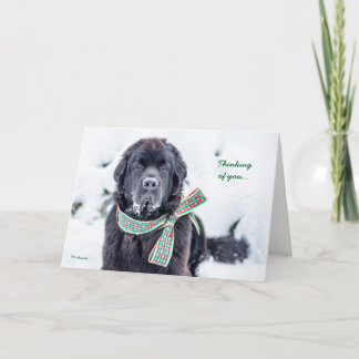 Newfie Holiday Wishes for You