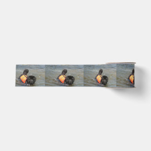 newfie in water.png grosgrain ribbon