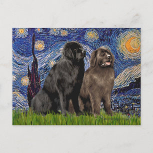 Newfie Pair - Starry Night Postcard