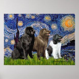 Newfie Trio - Starry Night Poster