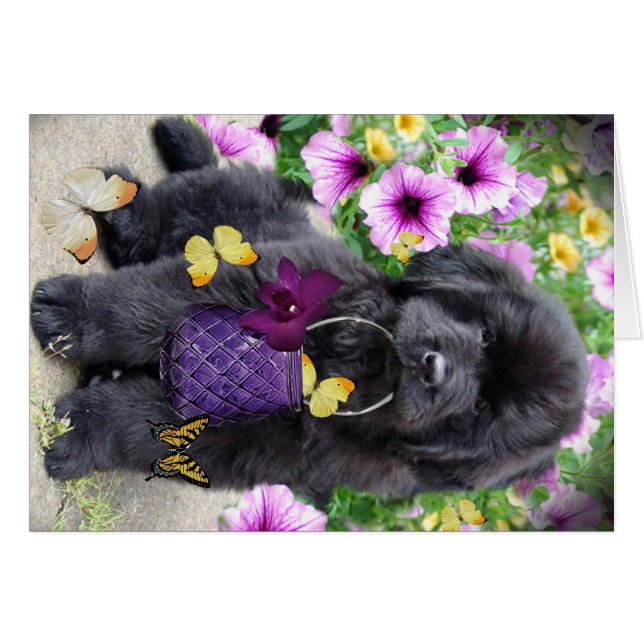 Newfoundland A Sunny Day (Front Horizontal)