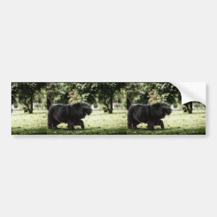 newfoundland black in motion bumper sticker