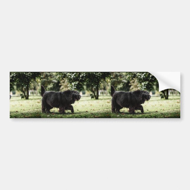 newfoundland black in motion bumper sticker (Front)