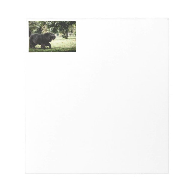 newfoundland black in motion notepad (Front)