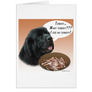 Newfoundland (blk) Turkey