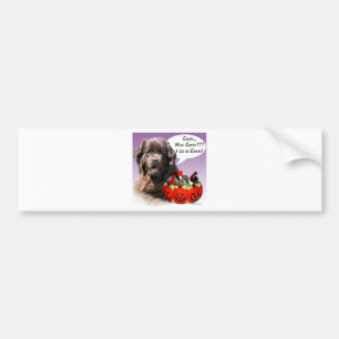 Newfoundland (brown) Halloween Candy Bumper Sticker