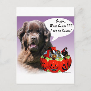 Newfoundland (brown) Halloween Candy Postcard