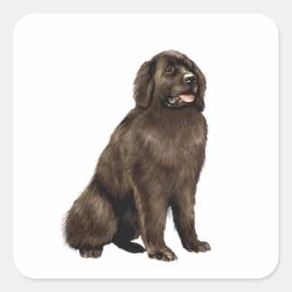 Newfoundland - brown sit square sticker