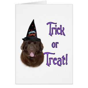 Newfoundland (brown) Trick