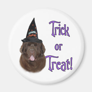 Newfoundland (brown) Trick Magnet