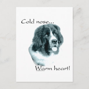 Newfoundland Cold Nose Warm Heart Postcard