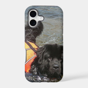 Newfoundland Dog