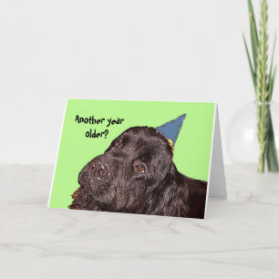 Newfoundland Dog Birthday Card