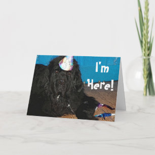 Newfoundland dog Birthday Card