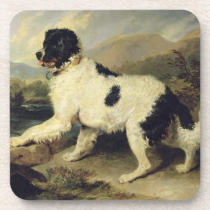 Newfoundland Dog Called Lion, 1824 (oil on canvas) Coaster