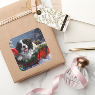 Newfoundland Dog Christmas Festive Square Sticker