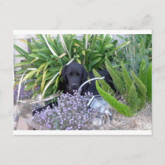 Newfoundland Dog & Flowers 156 Postcard