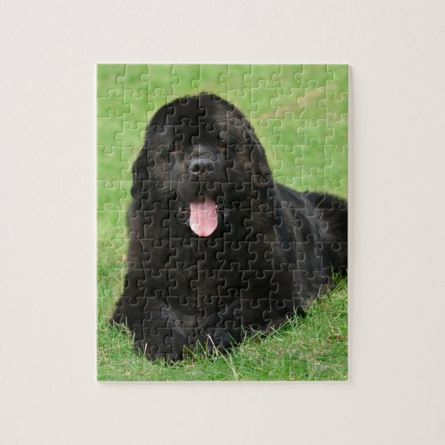 Newfoundland dog jigsaw puzzle (Vertical)