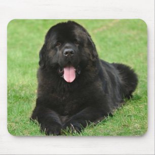 Newfoundland dog mouse pad