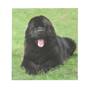 Newfoundland dog notepad