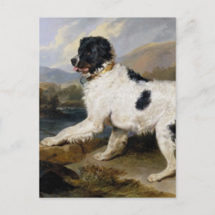 Newfoundland Dog Painting Postcard
