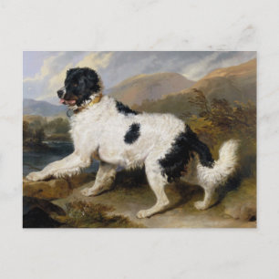 Newfoundland Dog Painting Postcard