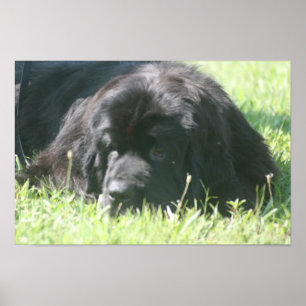 Newfoundland Dog Photo Print