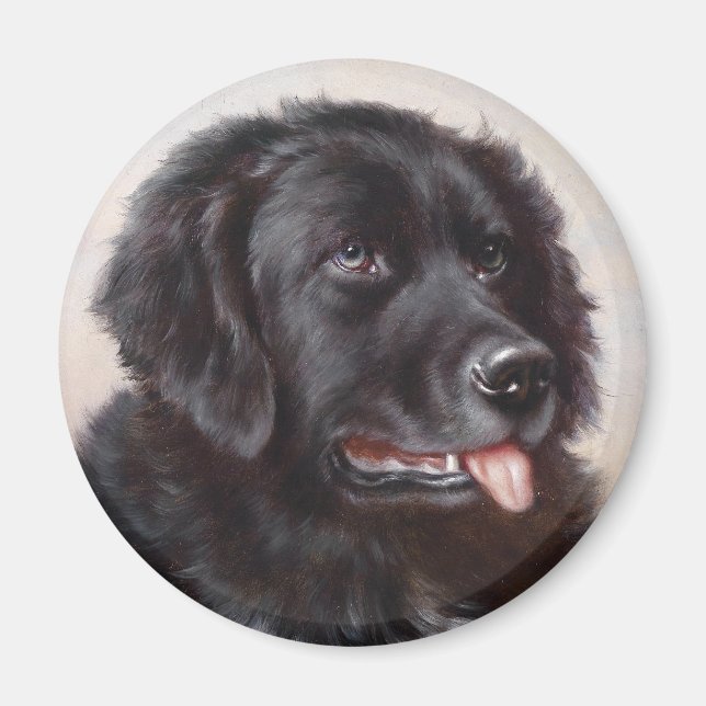 Newfoundland Dog Portrait Magnet (Front)