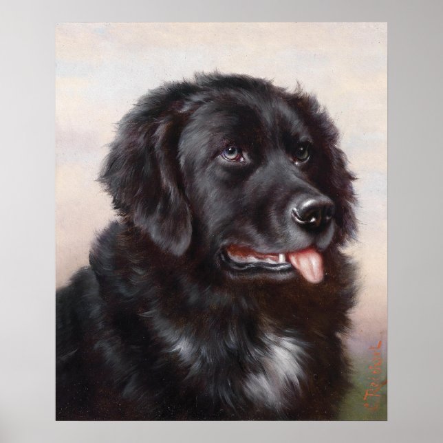Newfoundland Dog Portrait Poster (Front)