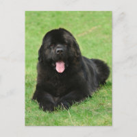 Newfoundland dog