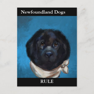 Newfoundland Dog Postcard