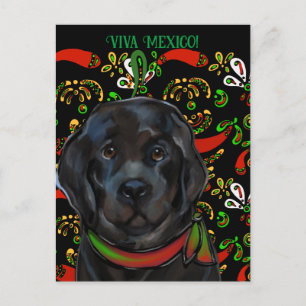 Newfoundland Dog   Postcard