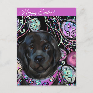 Newfoundland Dog   Postcard