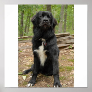 Newfoundland Dog Poster