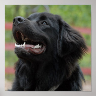 Newfoundland Dog Poster