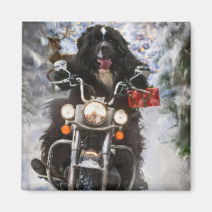 Newfoundland Dog Riding Motorcycle Christmas  Magnet