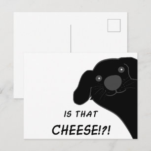 Newfoundland Dog Side Peeking Black Is That Cheese Postcard