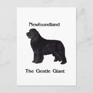 Newfoundland Dog The Gentle Giant Postcard
