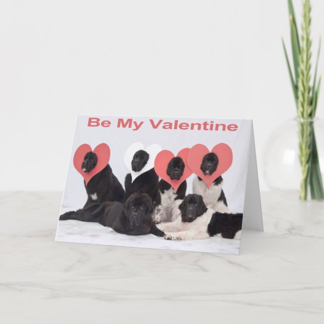 Newfoundland dog valentines day greeting card (Front)