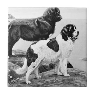 Newfoundland dogs - vintage illustration   ceramic tile