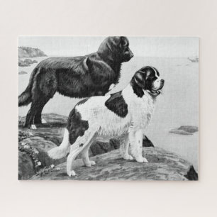 Newfoundland dogs - vintage illustration  jigsaw p puzzle