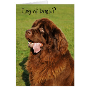 Newfoundland Funny Card