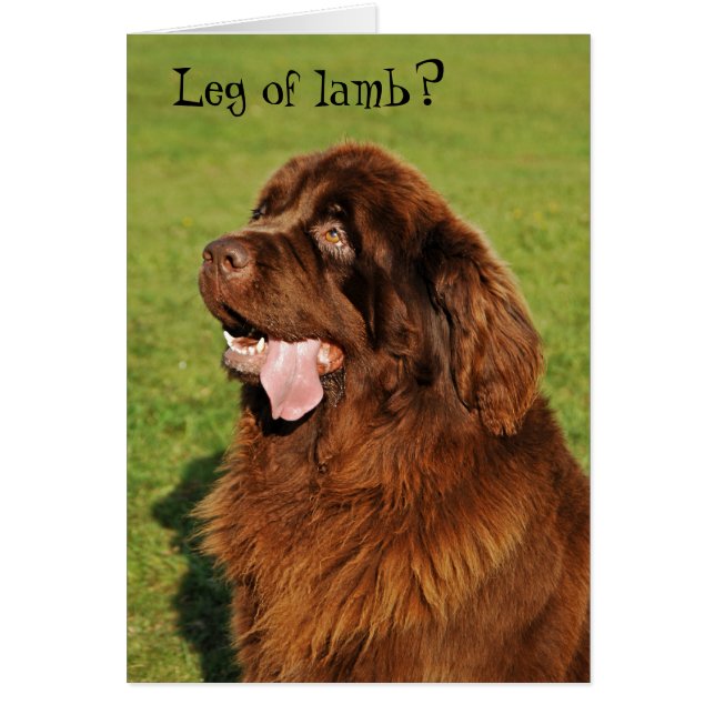 Newfoundland Funny Card (Front)