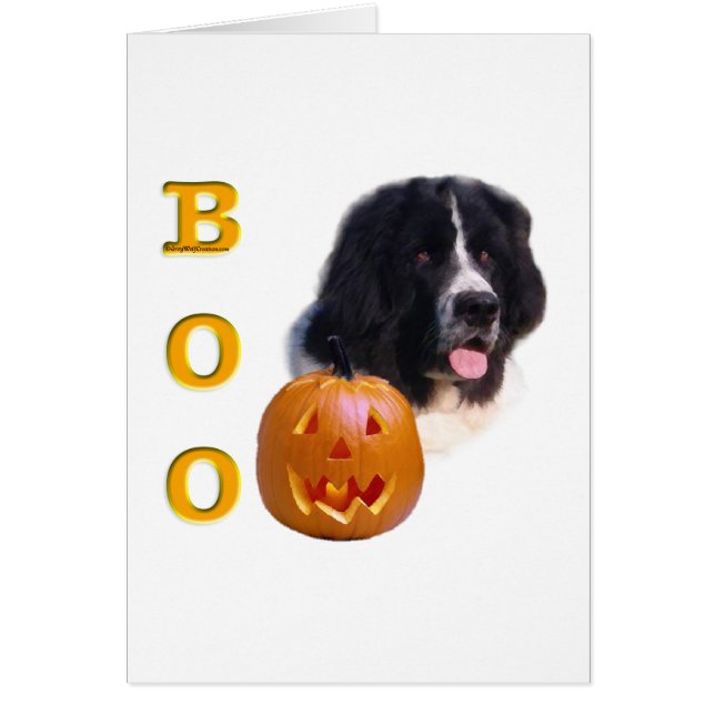 Newfoundland (landseer) Boo (Front)