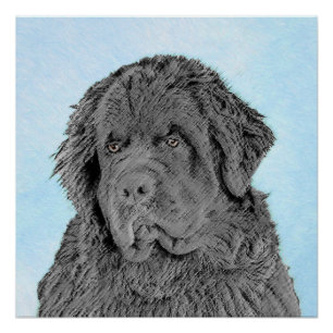 Newfoundland Painting - Cute Original Dog Art Poster