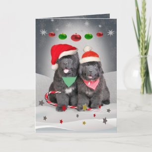Newfoundland Puppies A Merry Christmas Holiday Card