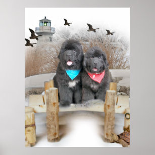 Newfoundland Puppies on beach Poster