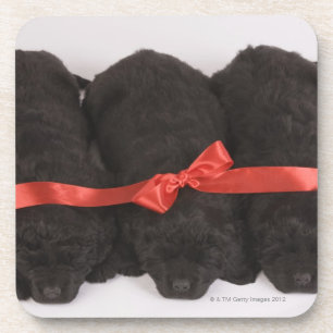 Newfoundland Puppies sleeping (Canis Coaster