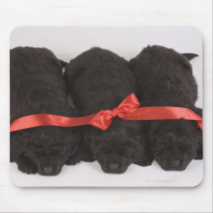 Newfoundland Puppies sleeping (Canis Mouse Pad