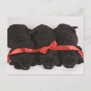Newfoundland Puppies sleeping (Canis Postcard